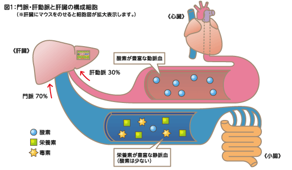 肝臓の構成細胞